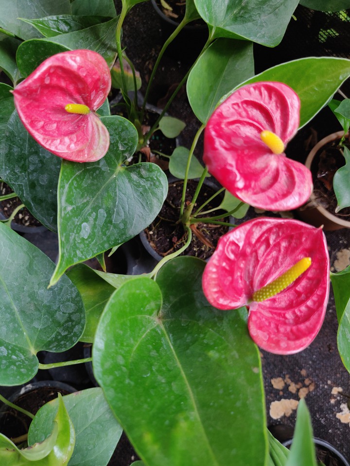 flowers
