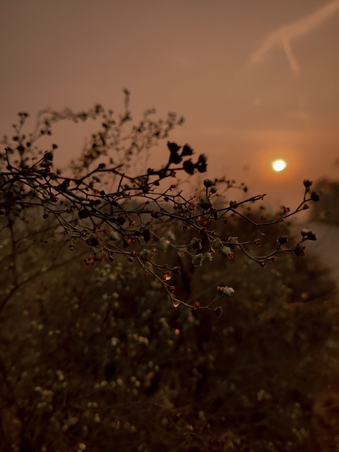 sfondi sunlight, morning