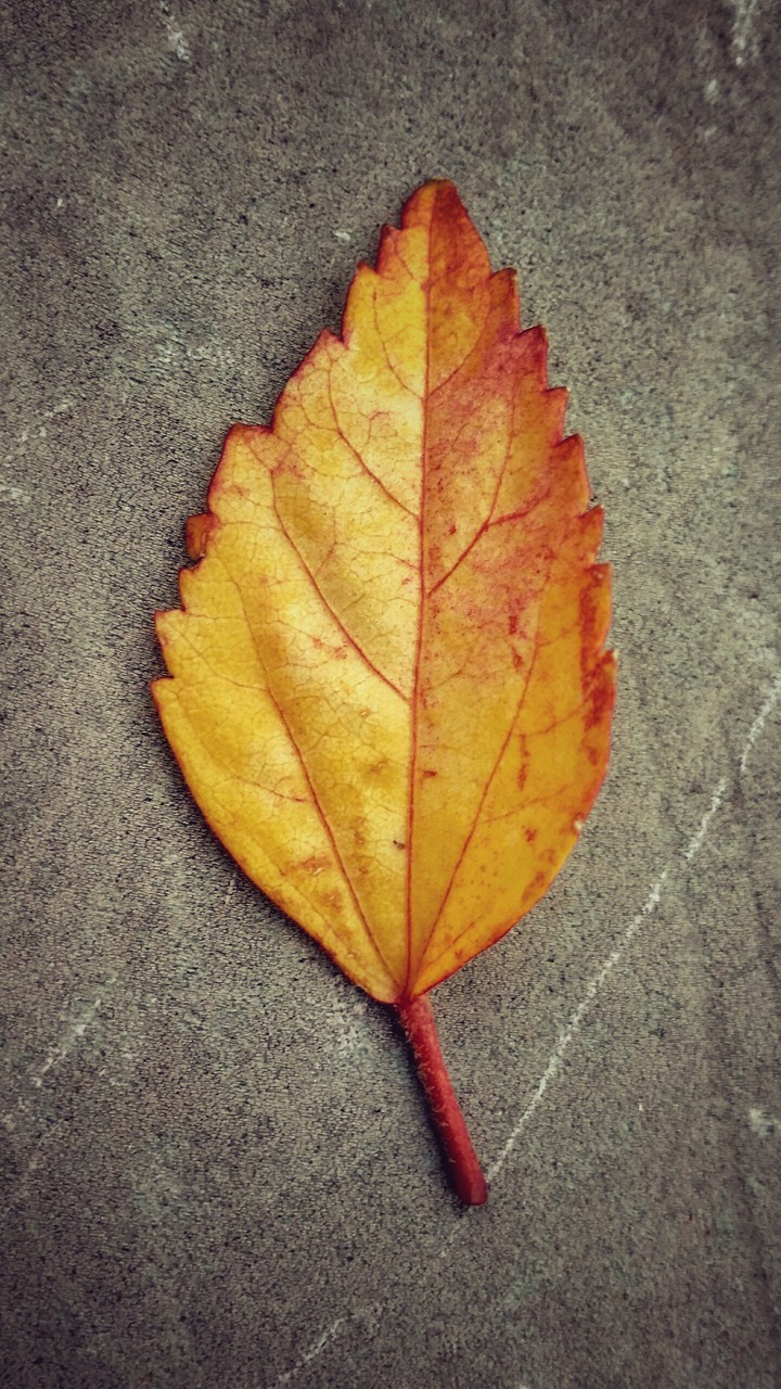 Fall