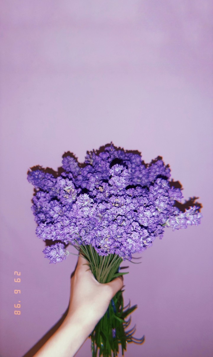lavanda