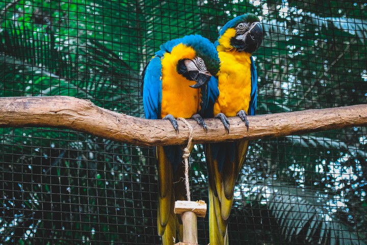 Gold Macaw