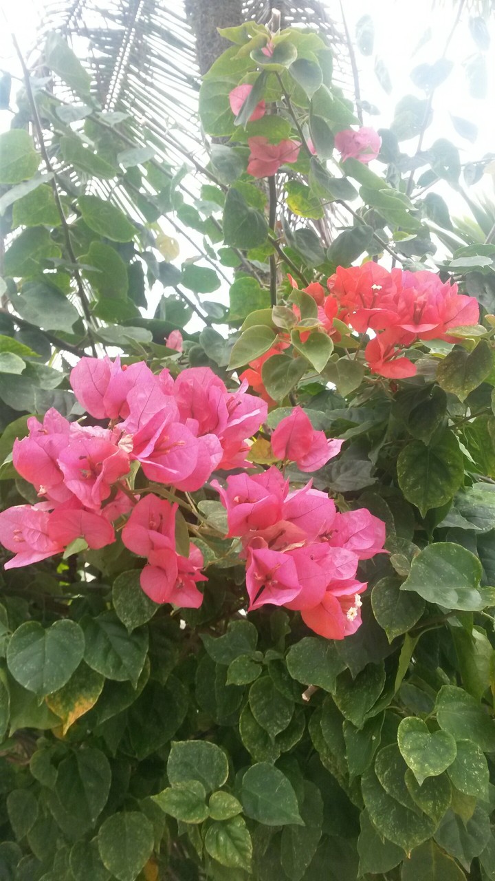 flowers