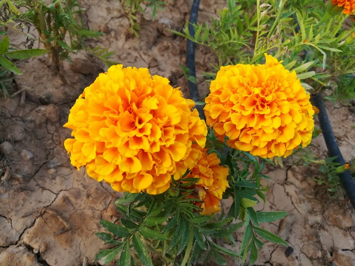beautiful flower