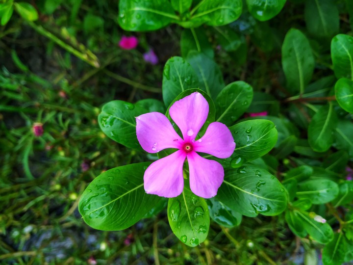 নয়নতারা