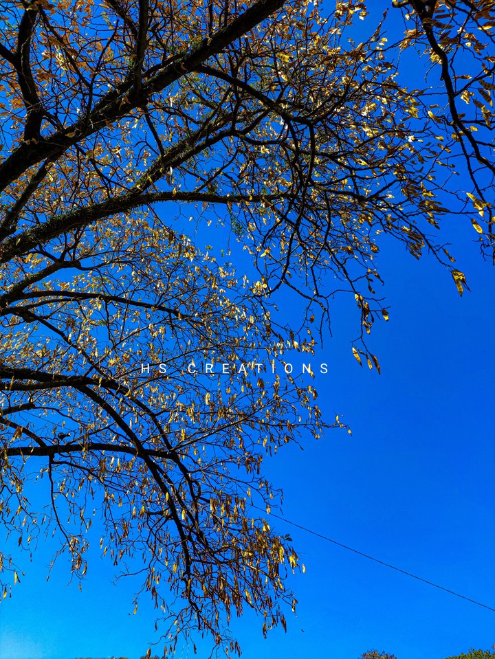 Tree With Cloud