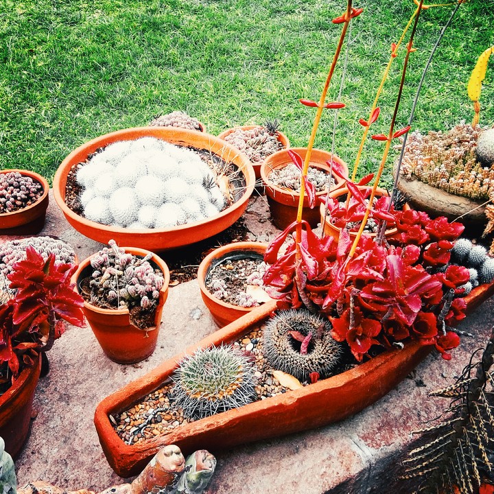 cactus garden