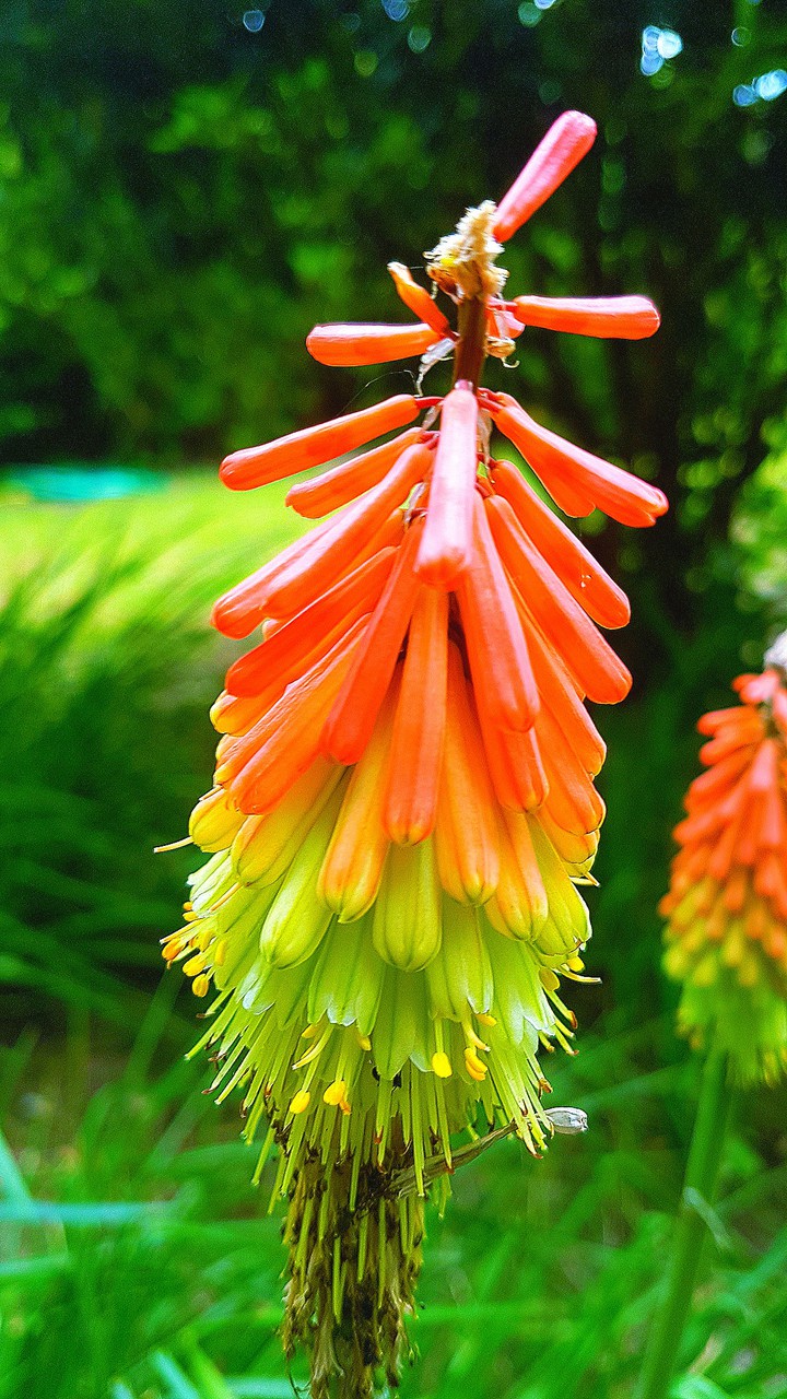 fleurs