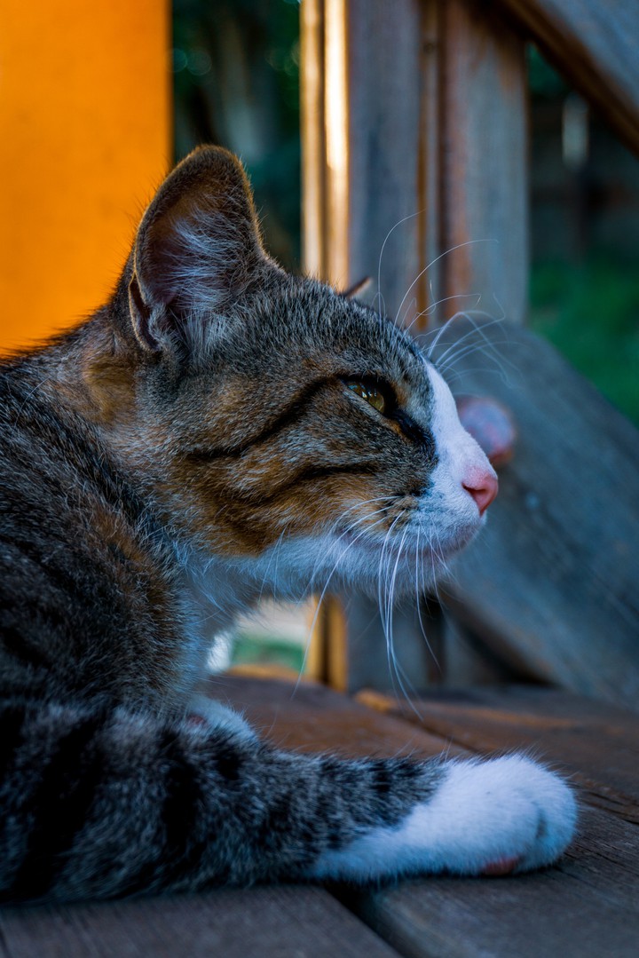 cat