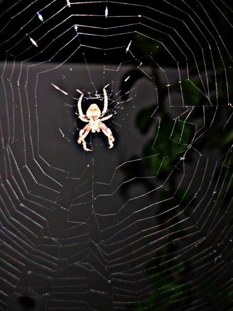 spider's territory......