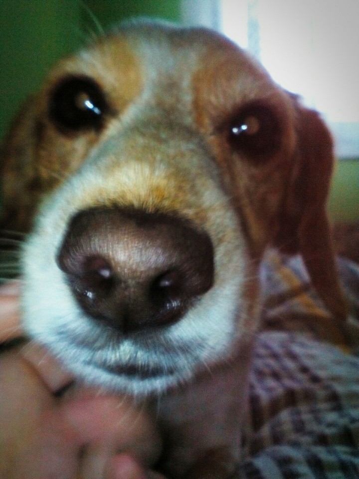 Cute dog