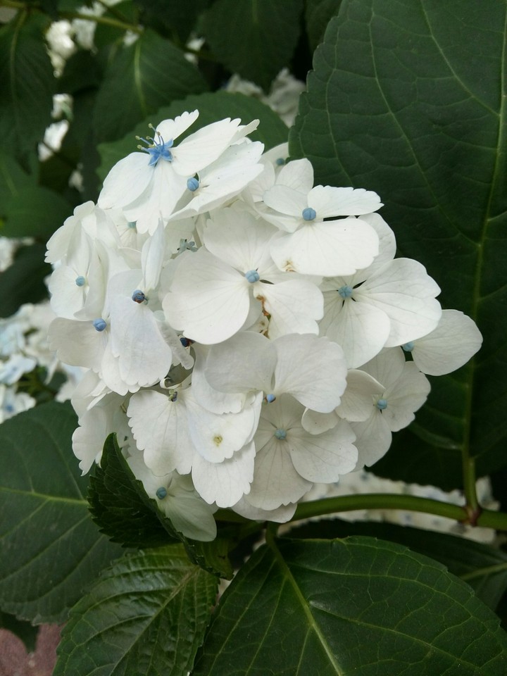 white flower