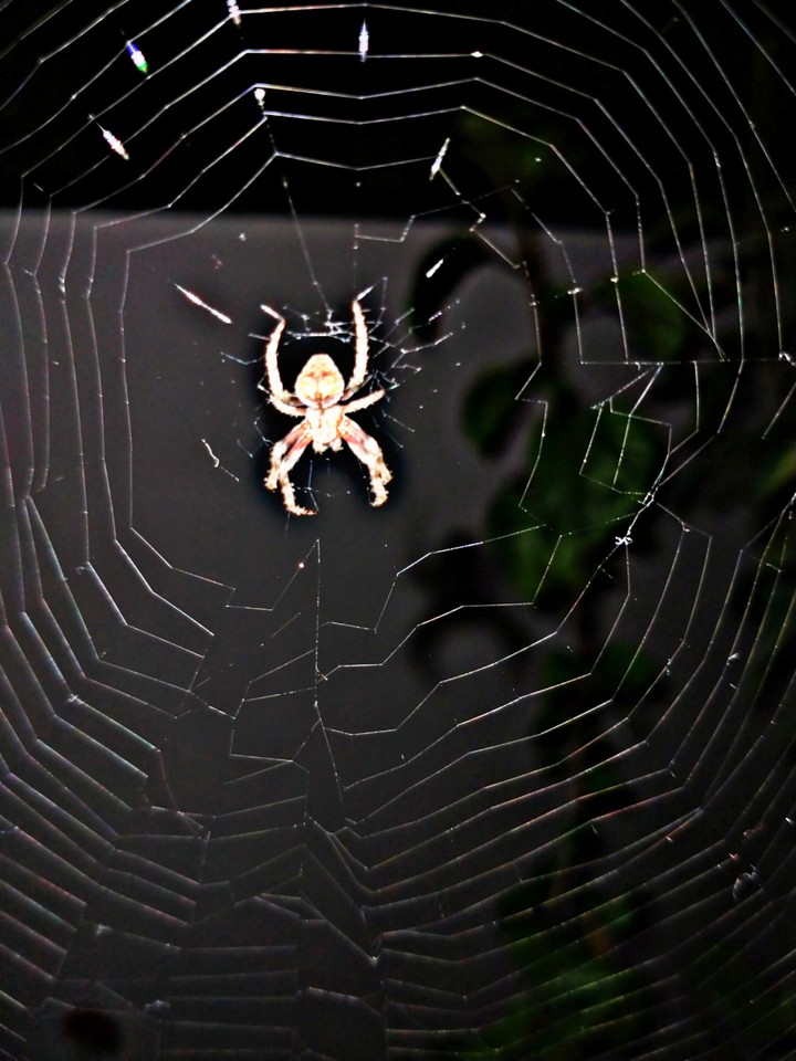 spider's territory......