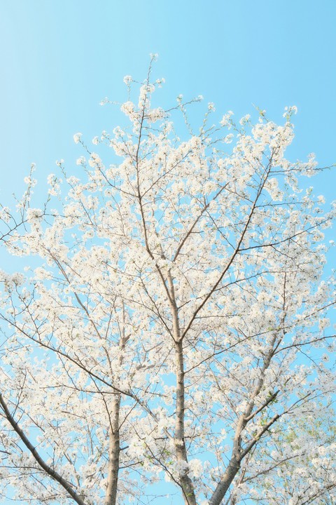 fonds d'écran prunus, Blossom