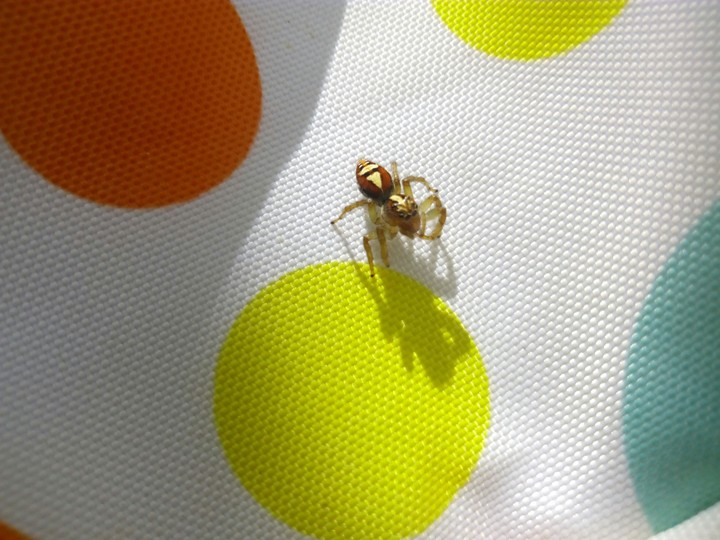 Araña