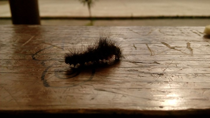 little Insect
