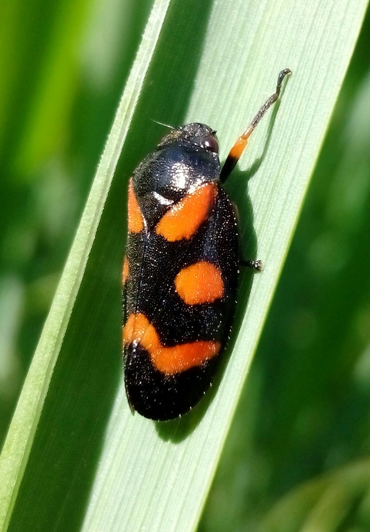 zikade