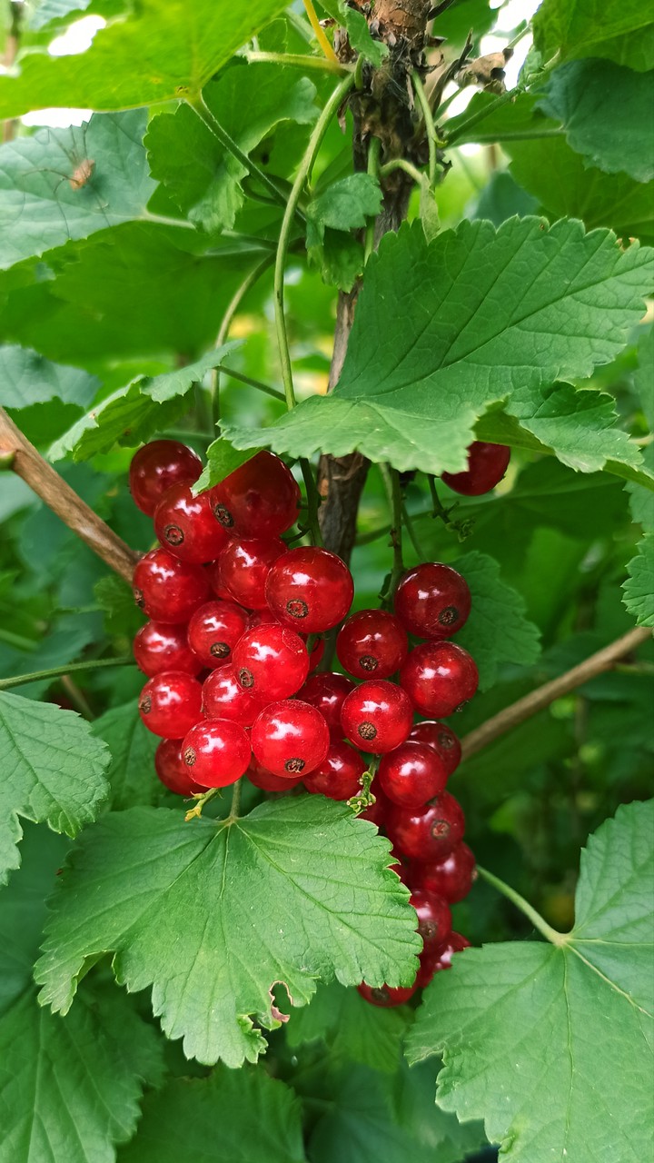 Red ribes