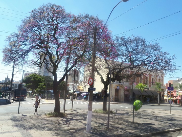 Pink trees
