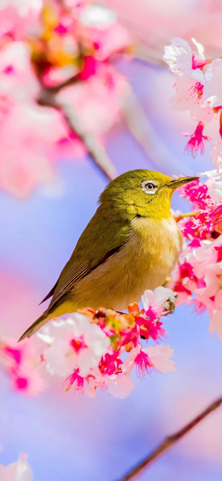 bird