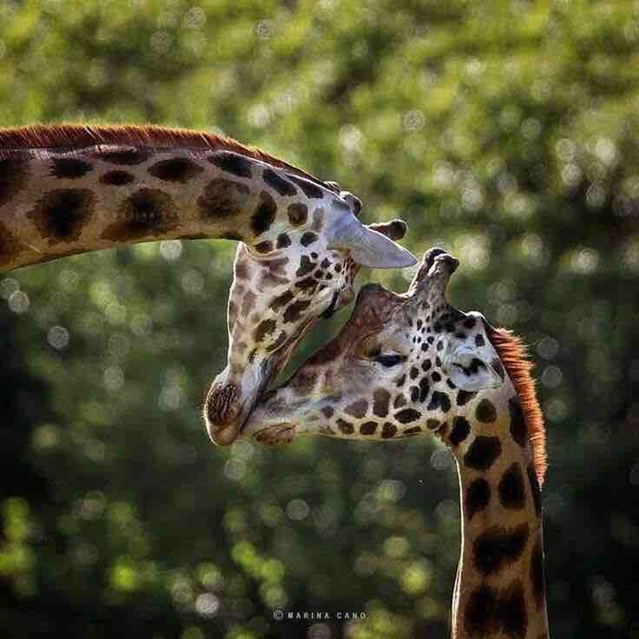 giraffe love