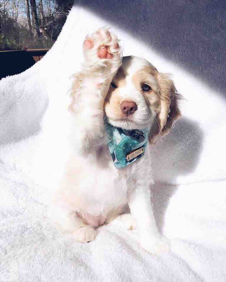 puppy