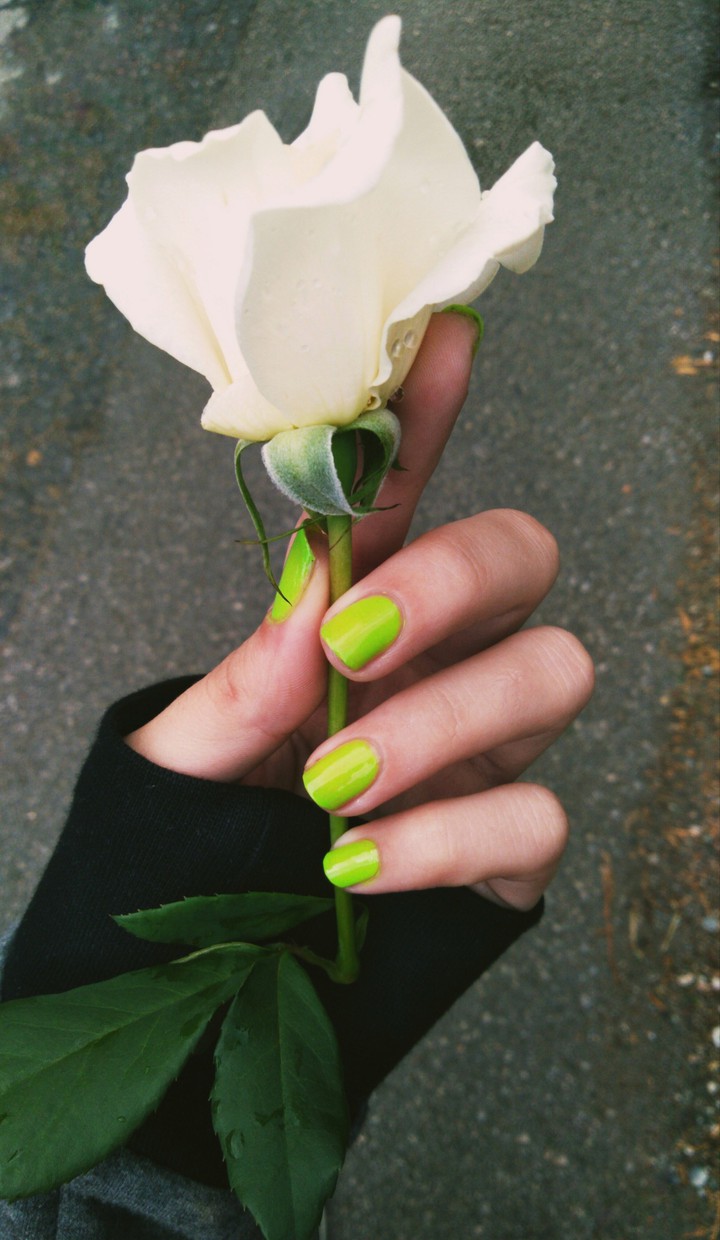 White rose