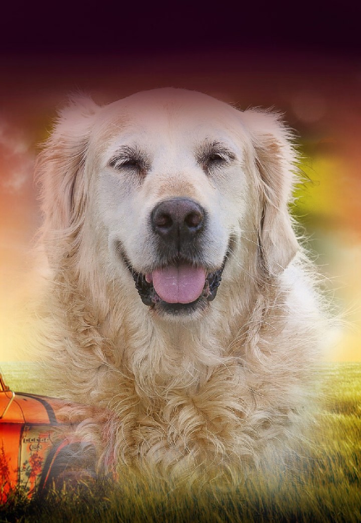 my dream dog