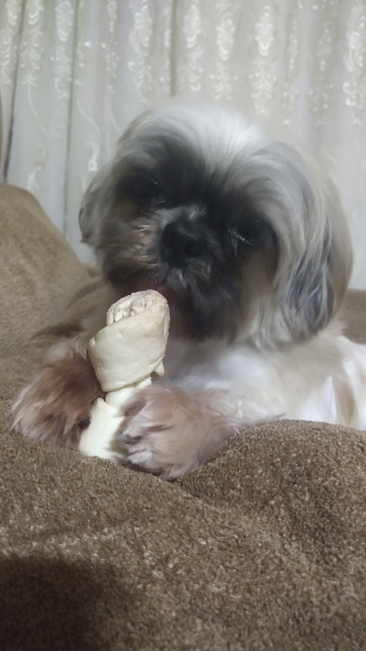 Dog