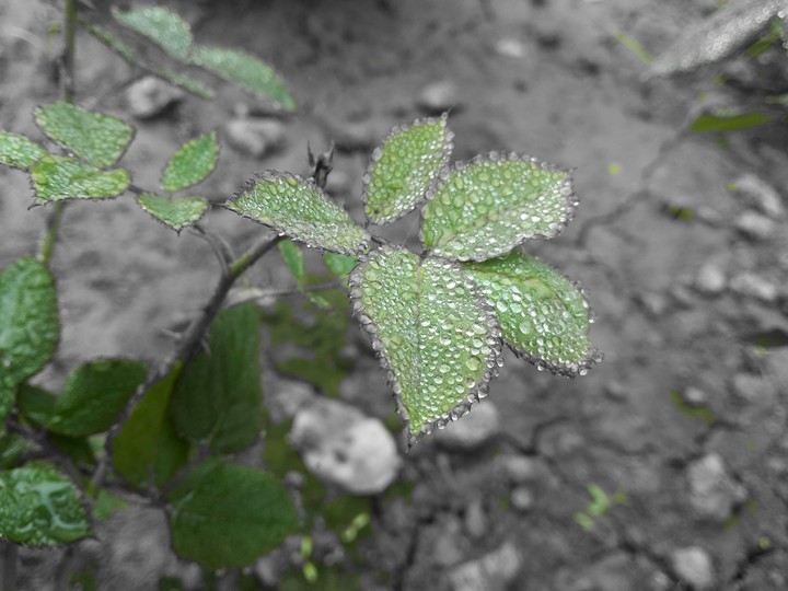 Greens