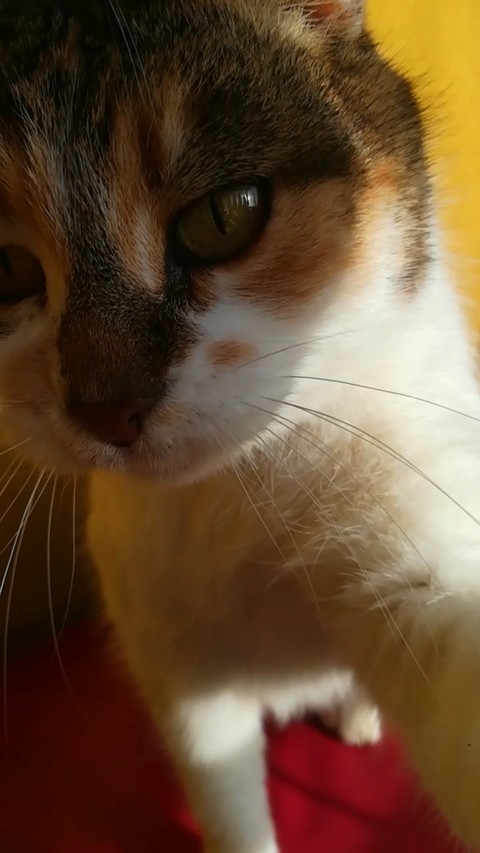 MY CAT IS MY LIFE