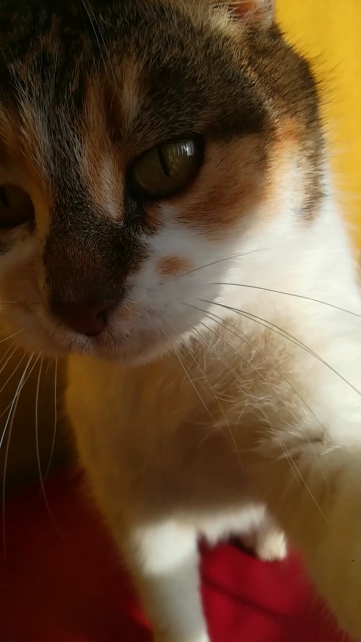 MY CAT IS MY LIFE 