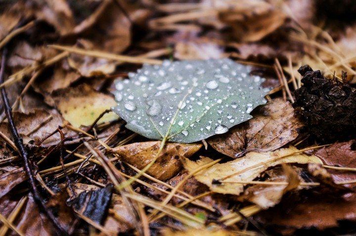 forest