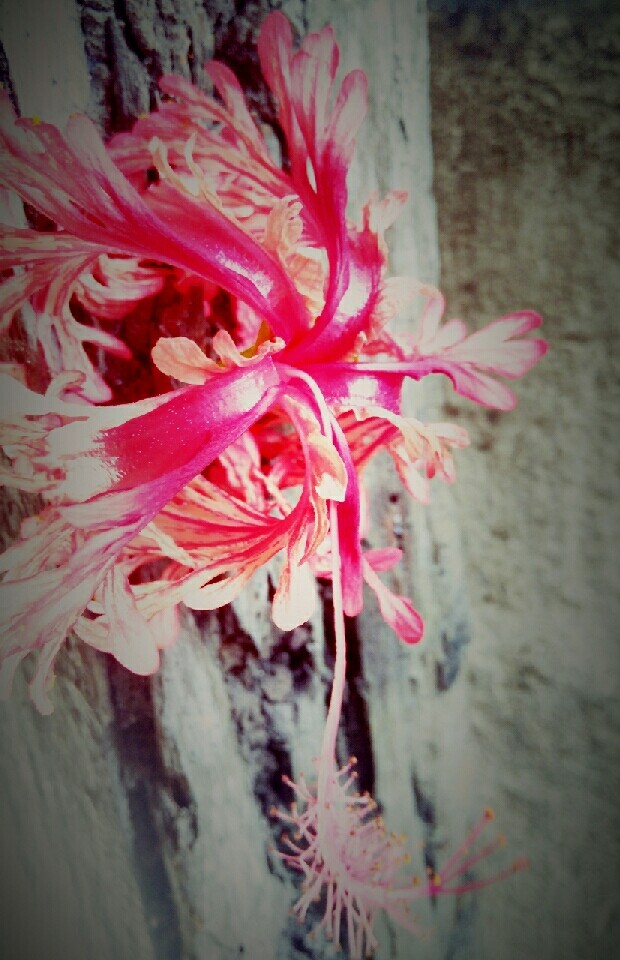 Hibiscus