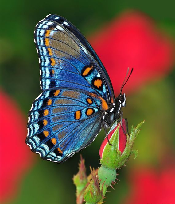 butterfly