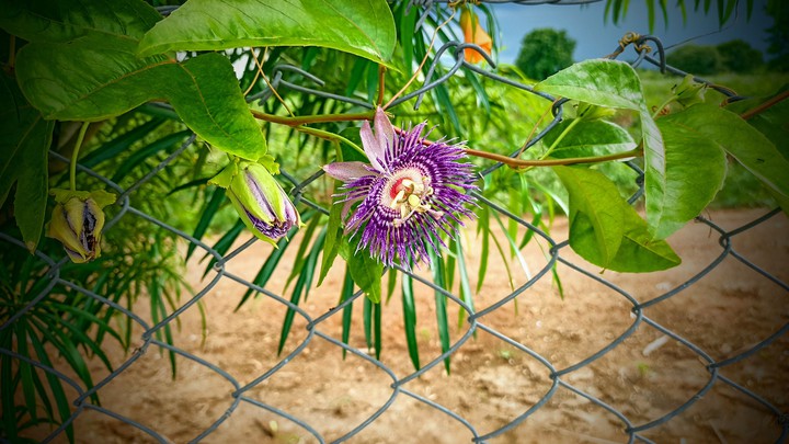 flower