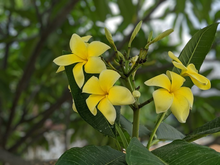 yellow flower