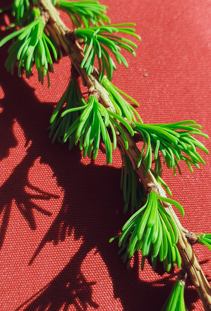 larch