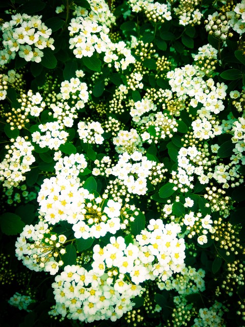 white blossom