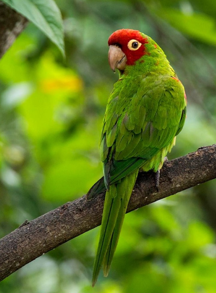 Red Masked Parakeet