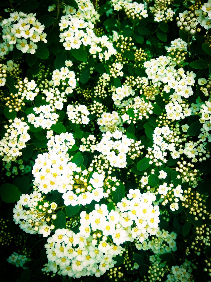 white blossom