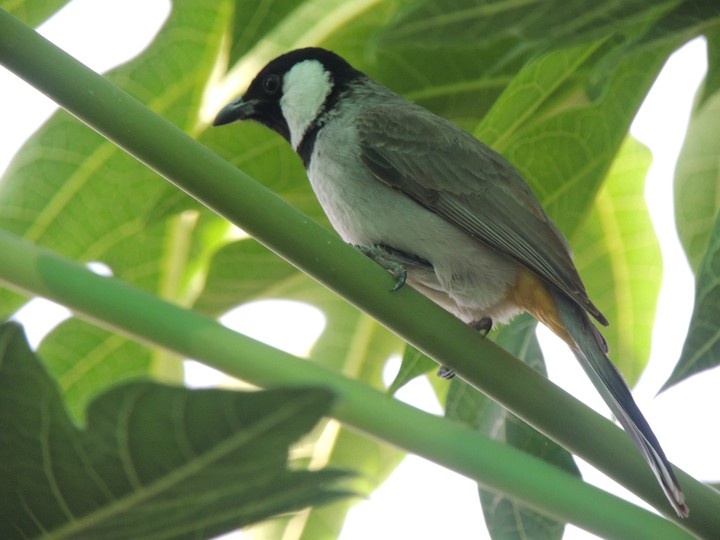 bird