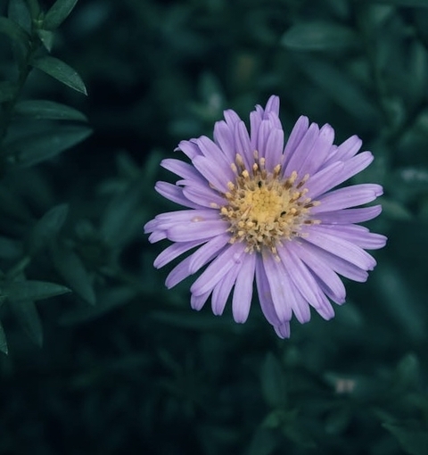 purple, flower Hintergrundbilder
