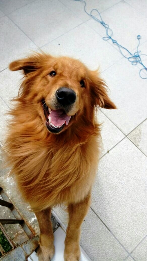 רקעים snout, dog