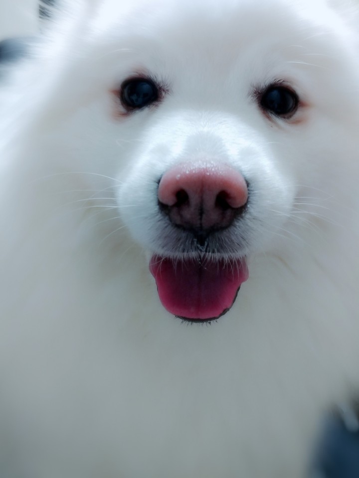 멍멍이