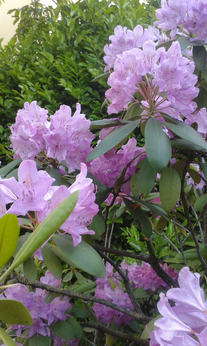 Beautiful plant