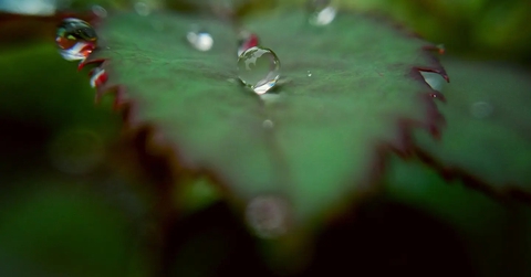 moisture, plant wallpapers
