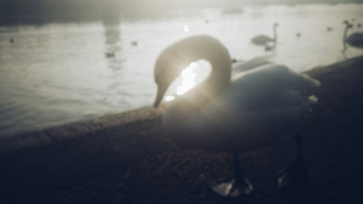 swan