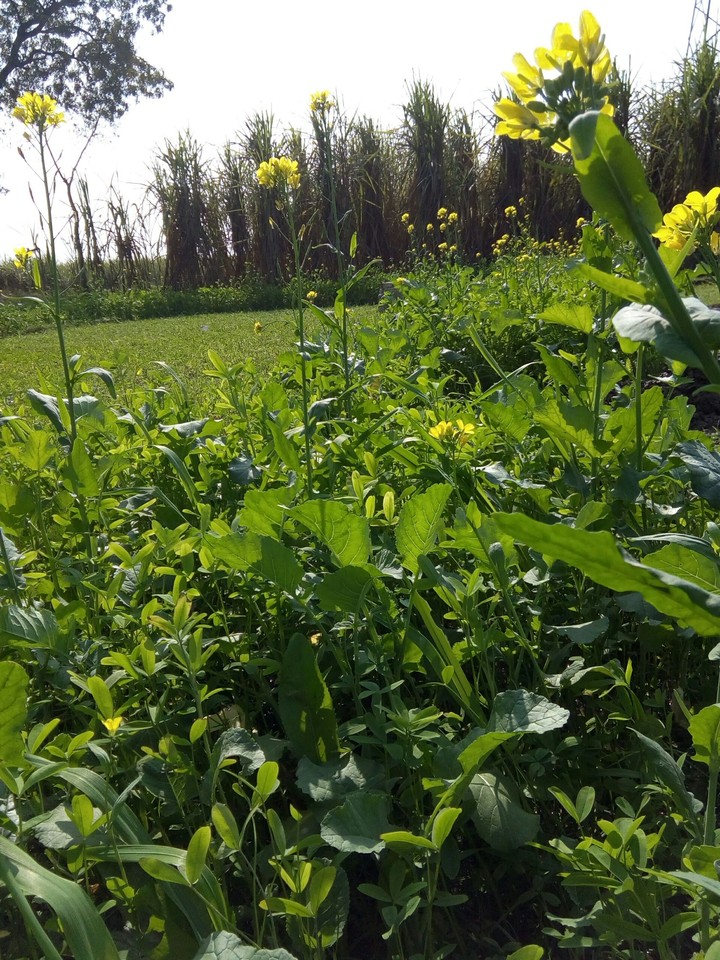nature