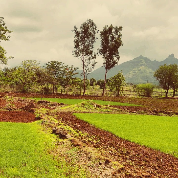 beautiful nature