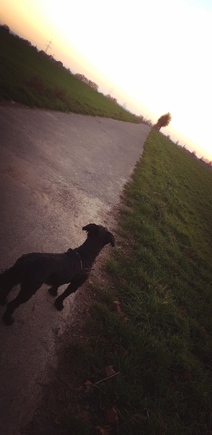 dogwalk